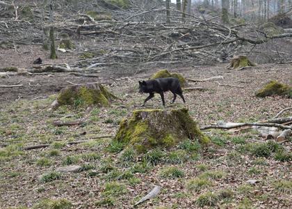 Stammeswochenende Dausfeld 2019 - Bild 56