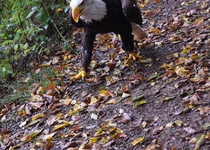 Herbstlager Saarburg 2019 - Bild 18
