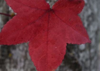 Herbstlager Saarburg 2019 - Bild 70